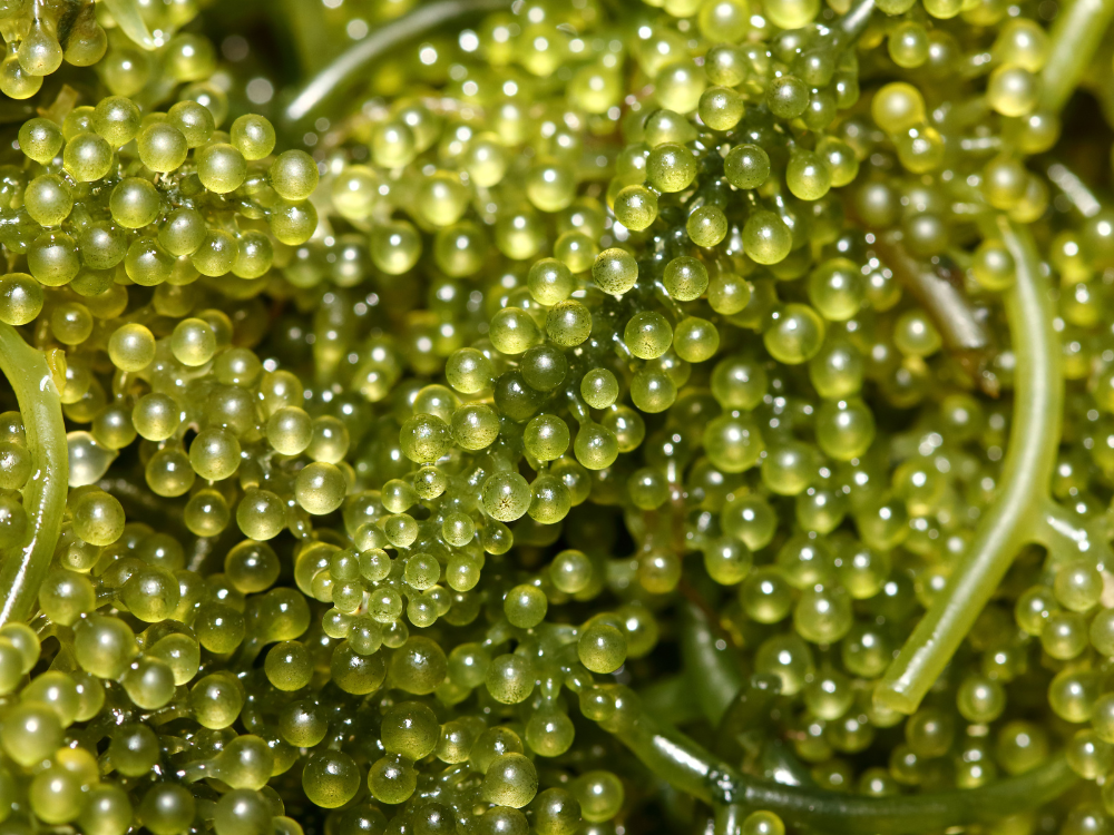 Giới thiệu sản phẩm